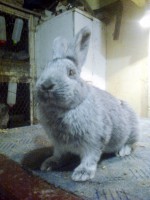 /album/kepgaleria/fenykep1108-001-jpg/