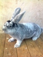 /album/kepgaleria/fenykep1133-jpg/