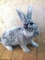 /album/kepgaleria/fenykep1136-jpg/