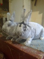 /album/kepgaleria/fenykep1137-jpg/