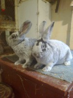 /album/kepgaleria/fenykep1139-jpg/