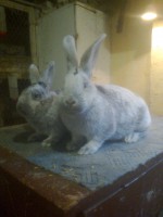 /album/kepgaleria/fenykep1153-jpg/