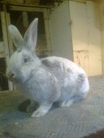 /album/kepgaleria/fenykep1161-jpg/