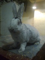 /album/kepgaleria/fenykep1168-jpg/