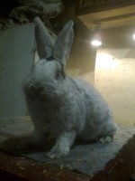 /album/kepgaleria/fenykep1170-jpg/