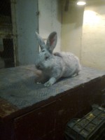 /album/kepgaleria/fenykep1194-jpg/