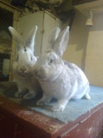 /album/kepgaleria/fenykep1203-jpg/