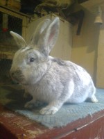 /album/kepgaleria/fenykep1204-jpg/