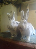 /album/kepgaleria/fenykep1206-jpg/