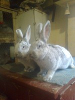 /album/kepgaleria/fenykep1207-jpg/