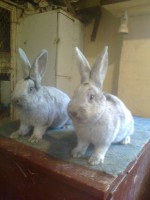 /album/kepgaleria/fenykep1245-jpg/