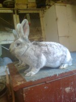 /album/kepgaleria/fenykep1247-jpg/