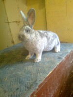 /album/kepgaleria/fenykep1305-jpg/