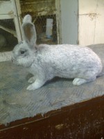 /album/kepgaleria/fenykep1324-jpg/