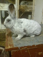 /album/kepgaleria/fenykep1403-jpg/