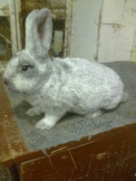 /album/kepgaleria/fenykep1418-jpg/