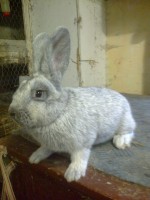 /album/kepgaleria/fenykep1421-jpg/