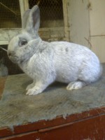 /album/kepgaleria/fenykep1448-jpg/