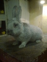 /album/kepgaleria/fenykep1506-jpg/