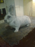 /album/kepgaleria/fenykep1508-jpg/