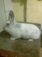 /album/kepgaleria/fenykep1513-jpg/