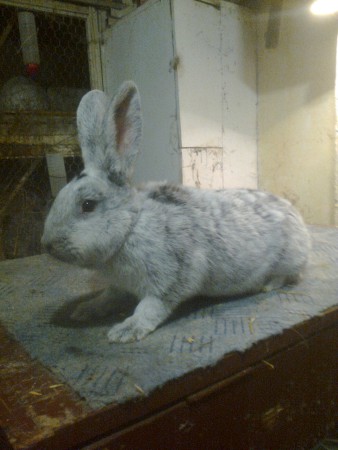 2014,01,07, Nőstény