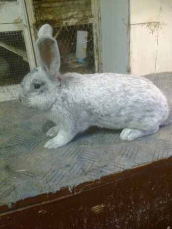 2014,02,19, nőstény